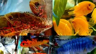 Galiff Street Fish Market In India 2019 || Asia Biggest Chepest Aquarium  Fish Seller