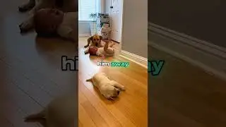 When Puppy Play Goes Wrong! 🤯 #shorts