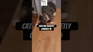 Cats the secret geniuses ￼#smartcats #smartpets #smartanimals #ilovecats
