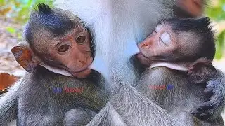 Ellen's Baby Monkey  Fasting Drinking Fresh Milk | MONKEY-10K