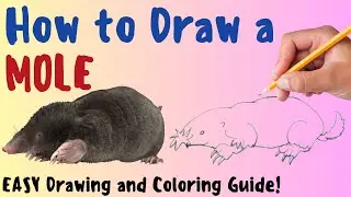 How To Draw A Mole - Fun and Simple Step By Step Drawing and Coloring Tutorial