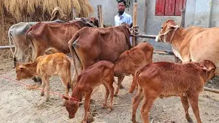আজ ১/২/২৬ | লাভজনক গরু! কমদামের মধ্যে বাছুরসহ গাভী গরুর প্যাকেজ | দিনাজপুর 