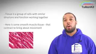 Cell Biology - Cells Organisation (TuitionKit)