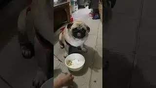 Let's invite everyone to have lunch with Ry  #cat #pet #cute