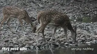 Animal Behavior - Pregnant Spotted Deers licking salt & minarals deposited on stones of stream