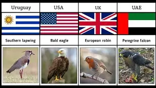 National Birds From Different Countries || pt2 || Pure Data Compare