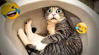 Funny ANIMALS Clip🤣 | Most Funny animals video 2026 😚 #funny_animals #funny_videos #animals