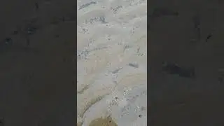Pumping sandshrimp for bait
