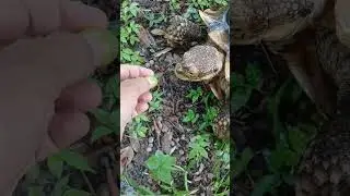 Tortoise eats grapes really fast.