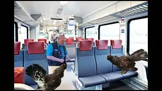 Taistelevat metsot karkaavat Ateneumista (kuumottavaa)