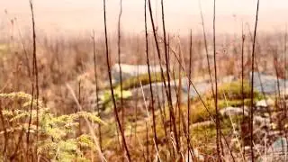 The Band Concord - Husky (Music Video)