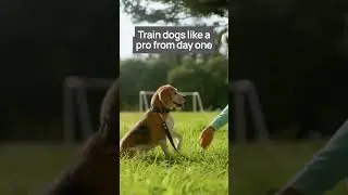 Avoid Common New Dog Trainer Mistakes