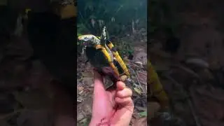 Rare Jungle Turtle Found!