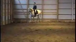 video of lipizzan