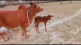 Most Beautiful Red Sindhi Cow👍 20 Litter Milk Capacity👌