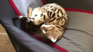 Cat stole chair