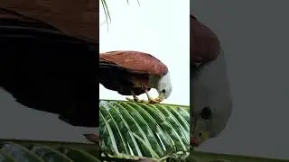 Black-rumped flameback woodpecker, Brahminy kite, Shikra #birds 
