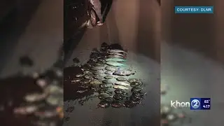 Maui men cited for alleged fishing activities in ʻĀhihi-Kīnaʻu Natural Area Reserve