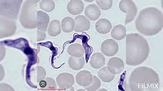 POLYMORPHIC FORMS OF TRYPANOSOMES