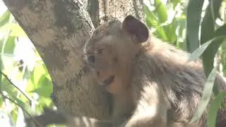 Monkey eye problem, So pity