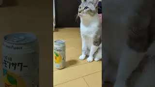 レモンサワーと猫 Lemon sour and cat.