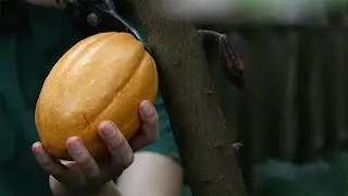 How Cacao Becomes Chocolate