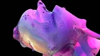 Generative Animation