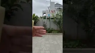 Sun Conure Freeflight training❤️