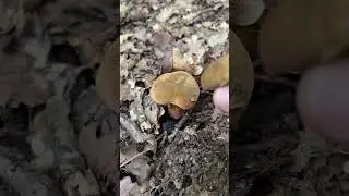 Братья Дубовики. Boletus. Boletaceae. Leccinum luridum. Tubiporus luridus. Dictyopus luridus. Грибы.
