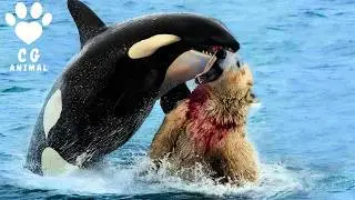 12 ataques de orcas m&aacute;s salvajes grabados