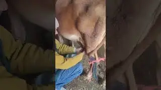 Milking Cow by hand#trending #viralshort