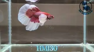 Dumbo Lavender Halfmoon Betta Male HM130 | KA Aquarium | Betta fish | Betta fish in Canada.