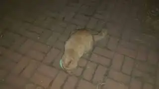 Feeding stray cats before dawn,Though it's hard work, it brings me great joy.