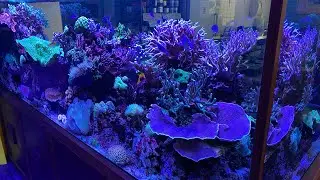 Planet Ocean Aquatics after delivery from Tropical Marine Centre Manchester