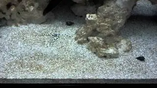 Serpent Star Feeding