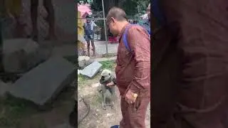 Jakhu temple monkey