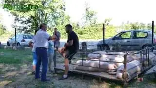 AGROISTRA Bartulja Samanj