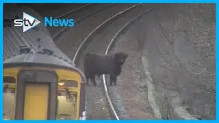 Holy cow! Trains disrupted after cattle gets onto track