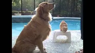 Cat Shakes Hand