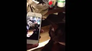 Catception