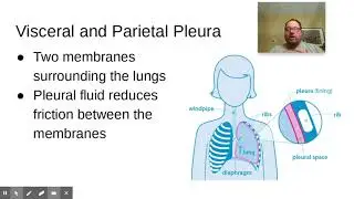 Pleural Membrane Mystery Walk Through Video