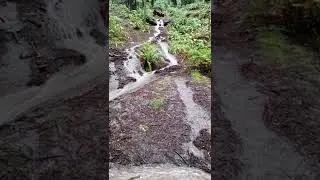 Jack in the redwoods in the rain (part deux)