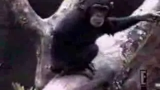Monkey Falls out of tree