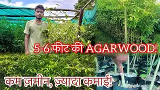Limited Stock! Oud Plant Ready for Sale | 5-6 Feet Height 🌳 5 फीट की Oud Tree घर ले जाएं!&rdquo;