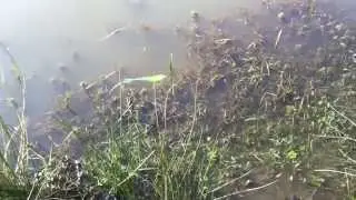 Anti herbe pour streamer à Brochet à la mouche