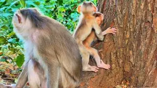Lovable Baby Monkeys Brave Their First Tree Climb