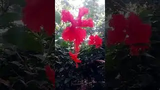 చిట్టీ సిలక చిట్టి సిలక #Youtube #viral #short #video #folk #song #reel