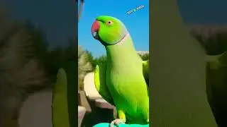 Mitho Churi khani speak green parrot #parrottalking#cutebird #amazingtalkingparrot#birds #viralshort
