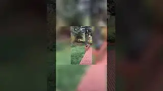 Brave Cats Attack Bear Scaring away Predator.  #feistycats