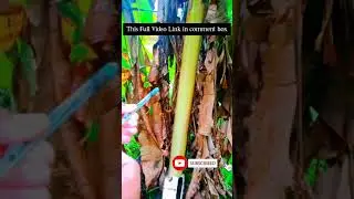 How to make pen gun | New Simple pen gun #shorts